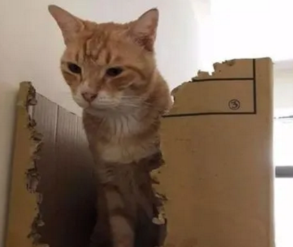 怎么告诉猫这是他的窝 怎么告诉猫这是他的窝