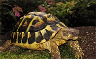 赫曼陆龟是几级保护动物
