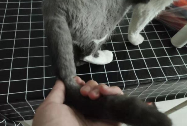 用力拉猫尾巴会怎么样