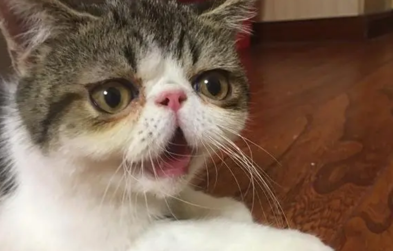 小猫有时候张嘴却不出声