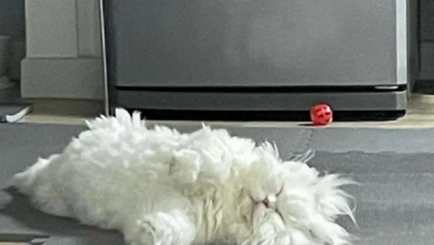 韩国波斯猫炸毛造型火遍全网,网友:猫界的“鳌拜”来了 韩国波斯猫炸毛造型火遍全网,网友:猫界的“鳌拜”来了