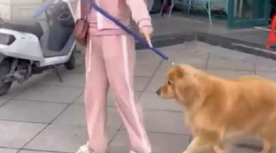 大妈不满阿姨养大型犬金毛，怕吓到孩子，上去就踢狗狗一脚