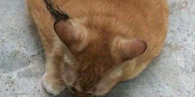 橘猫到处乱跑寻找食物吃,几个月后变成这模样,让网友笑喷 橘猫到处乱跑寻找食物吃,几个月后变成这模样,让网友笑喷
