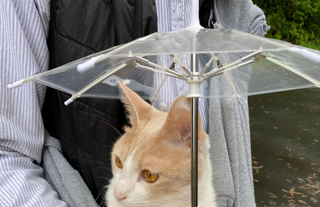 为了下雨天也能带猫咪出去散步，主人就给它准备了柄专属小雨伞