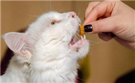 怎么判断猫要不要驱虫