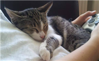 小猫突然粘人预示什么