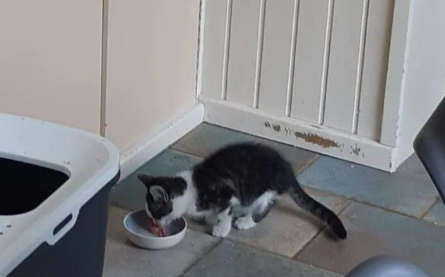 猫咪发现有流浪猫经常来自己家讨饭吃,对它百般照顾还收它当小弟 猫咪发现有流浪猫经常来自己家讨饭吃,对它百般照顾还收它当小弟