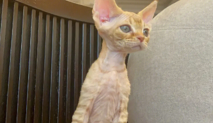 德文卷毛猫怎么繁育出来的 德文卷毛猫怎么繁育出来的