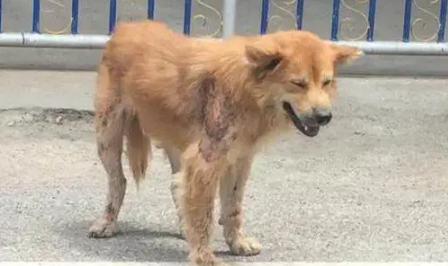 流浪狗一直守在小区门口不肯离开,路人上前一看潸然泪下 流浪狗一直守在小区门口不肯离开,路人上前一看潸然泪下