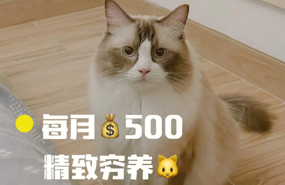 养猫过后变穷的文案