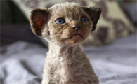 德文卷毛猫真的不掉毛吗