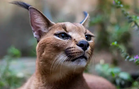多例猫科动物感染新冠 研究人员:“猫”不传人 多例猫科动物感染新冠 研究人员:“猫”不传人
