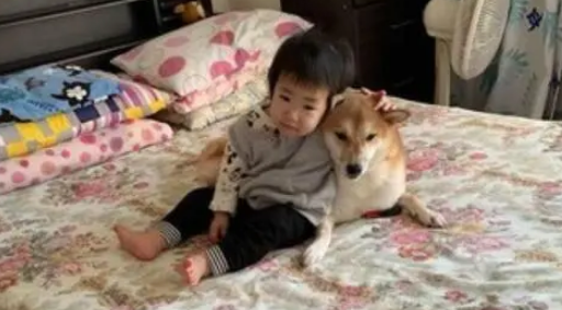 宝宝睡觉时柴犬总是在旁边保护，暖心举动让妈妈感到十分欣慰