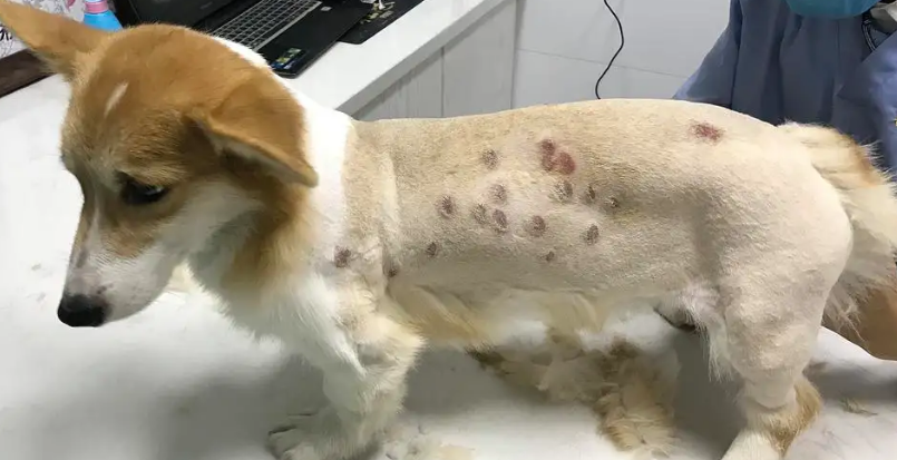 健肤美毛处方粮病例——犬真菌性皮肤病分享
