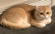 养什么颜色的猫运气好