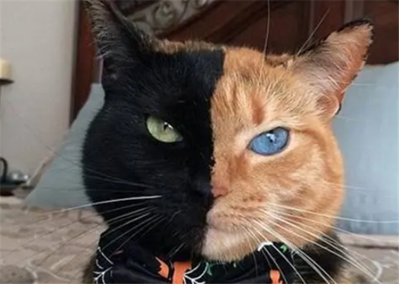 阴阳脸的猫是什么品种 阴阳脸的猫是什么品种