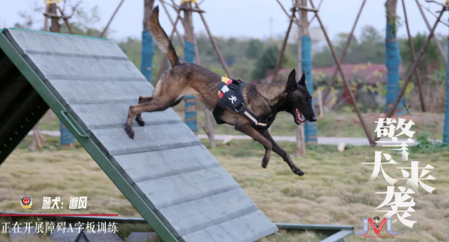 帅呆了!一大波警犬来袭,速度围观! 帅呆了!一大波警犬来袭,速度围观!