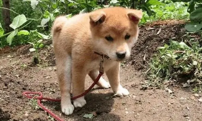 小狗大便有血是什么情况