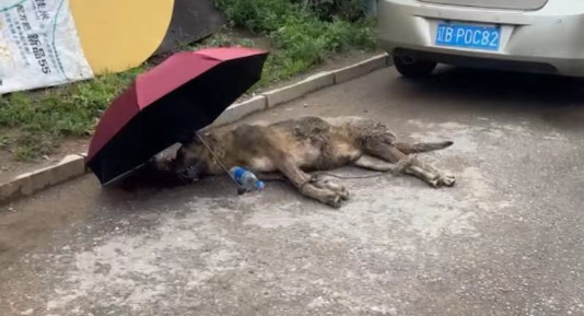 狼青犬挨饿三天后 它偷吃了主人养的鸡 被主人打成重伤 狼青犬挨饿三天后 它偷吃了主人养的鸡 被主人打成重伤
