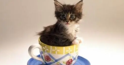 茶杯猫怀孕有什么前兆 茶杯猫怀孕前兆介绍