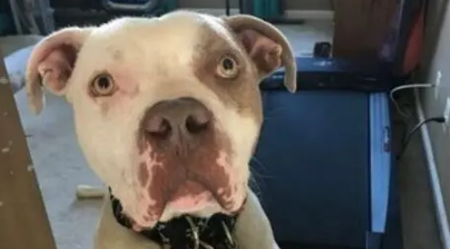 比特犬被绑在树边不能吃喝,眼神中只有绝望,被救后重拾笑容 比特犬被绑在树边不能吃喝,眼神中只有绝望,被救后重拾笑容