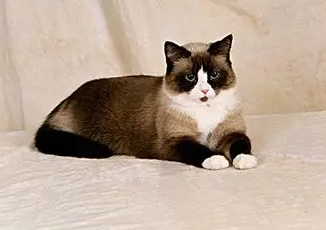 雪鞋猫为什么不能养 雪鞋猫为什么不能养