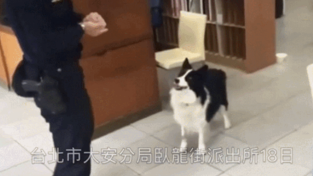 狗狗到警察局冒充“公务犬”，偷吃民”