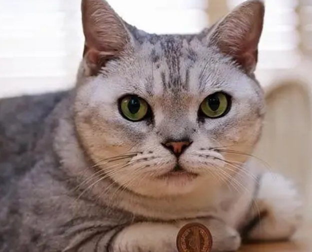怎么判断新买的猫咪是健康猫 怎么判断新买的猫咪是健康猫