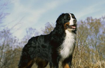 哪里有卖伯恩山犬的 从幼犬到成犬的选购 哪里有卖伯恩山犬的 从幼犬到成犬的选购