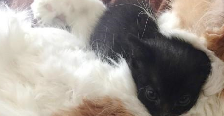 带回一只生病小猫,流浪猫把它当自己孩子疼,母爱太伟大 带回一只生病小猫,流浪猫把它当自己孩子疼,母爱太伟大