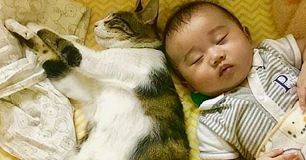 爷爷给虎斑猫和孙子训话,屁猫一脸不爽:好烦,到底有完没完? 爷爷给虎斑猫和孙子训话,屁猫一脸不爽:好烦,到底有完没完?