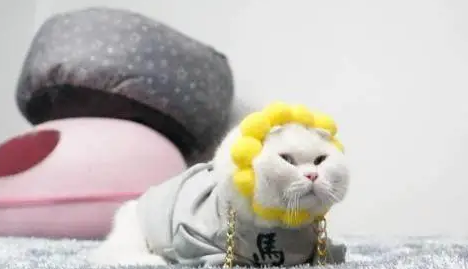 主人给猫咪网购了一个头饰,结果收到快递后彻底傻眼了 主人给猫咪网购了一个头饰,结果收到快递后彻底傻眼了