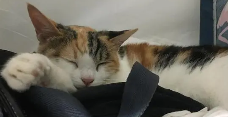 小猫一动不动还有呼吸全身软 小猫一动不动还有呼吸全身软