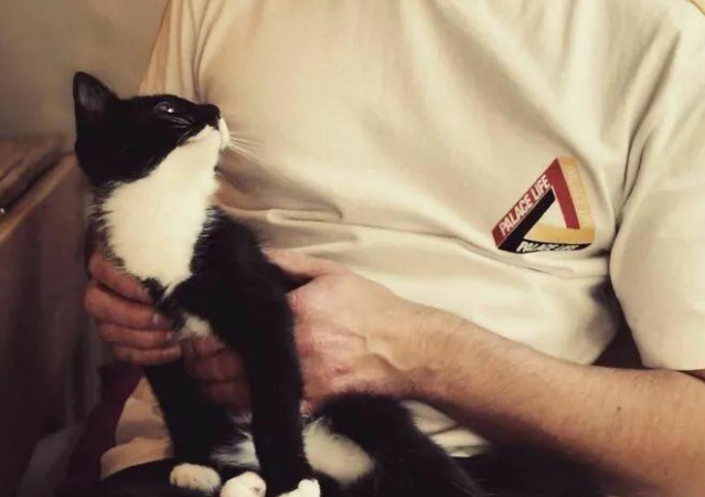 古有鸿雁传情今有猫咪送信，奶牛猫当信使让主人和邻居成亲密笔友