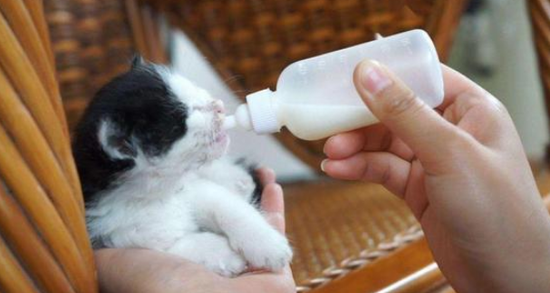 小猫喝羊奶粉拉稀怎么办