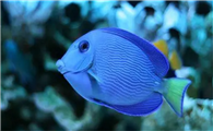紫蓝吊海水鱼好养吗