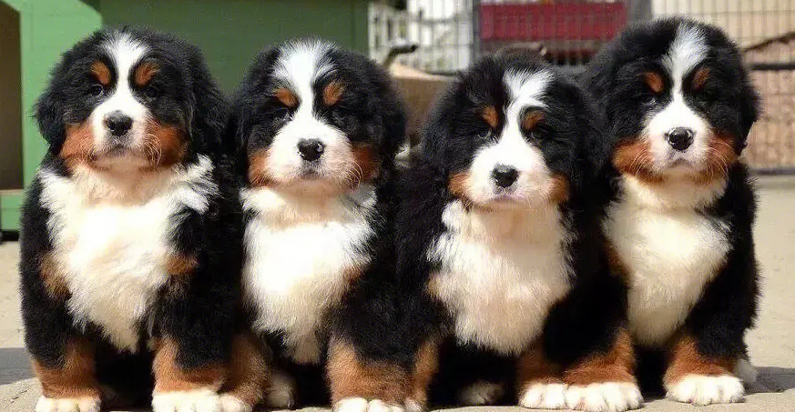 伯恩山犬怎么训练 一种十分聪明的动物