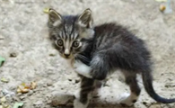 怎么把野猫赶走不再来