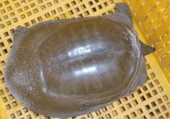 中华鳖多少钱一斤 中华鳖多少钱一斤