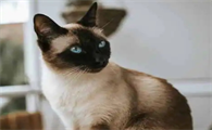 为什么养暹罗猫风险大