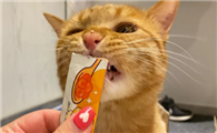 幼猫多久吃一次猫条