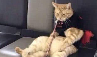 主人遛橘猫结果把猫弄丢了，半小时后警察打来电话：你家猫抑郁了