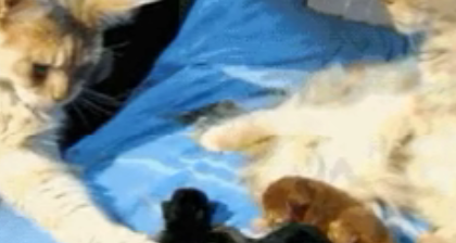 两只橘猫生了一窝,橘爸:老婆,我瞅着这颜色不大对啊?橘妈:滚 两只橘猫生了一窝,橘爸:老婆,我瞅着这颜色不大对啊?橘妈:滚