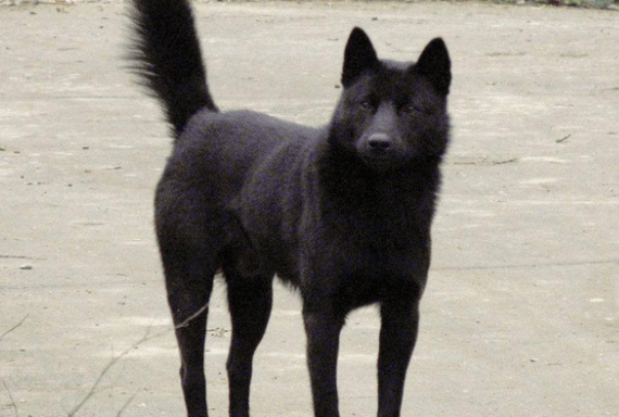 五黑中华田园犬价格简介