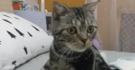 大猫放了个屁 小猫熟睡都被臭醒了 看到小猫表情就知道滋味了 大猫放了个屁 小猫熟睡都被臭醒了 看到小猫表情就知道滋味了