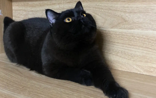 英短纯黑猫怎么样