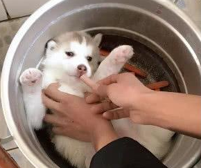 给小哈士奇洗澡，原本是一脸享受和满足，下一秒：炖狗肉？