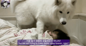 女主让柴犬叫男友起床，结果却笑翻了，这是要等到什么时候