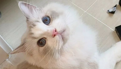 养猫家庭适合养的鲜花 养猫家庭适合养的鲜花