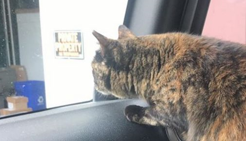 流浪小猫和消防员相亲相爱四年后，最近被一封匿名信打破了幸福